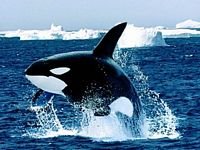 pic for Emerging Killer Whale